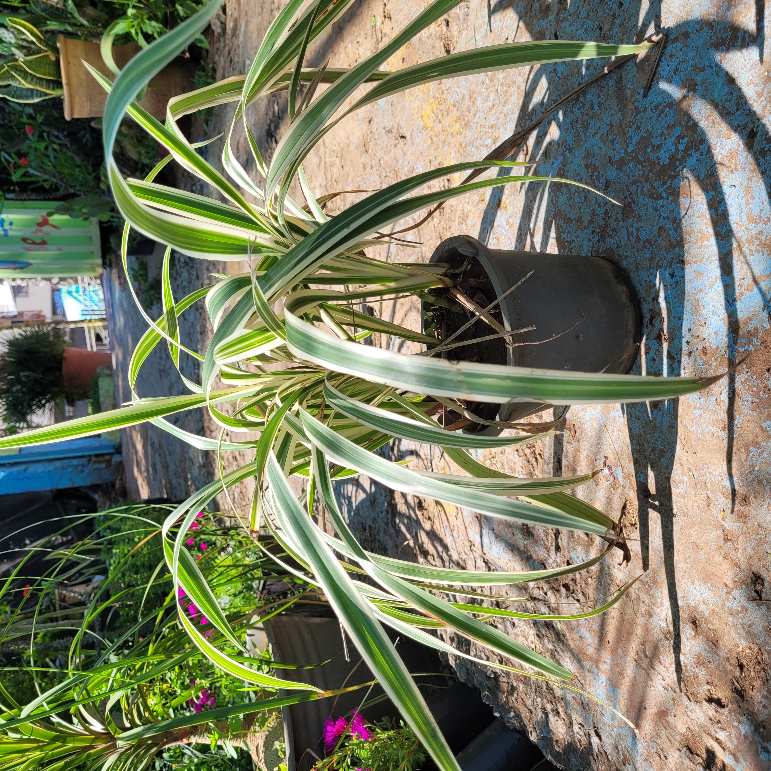 Plante Verte